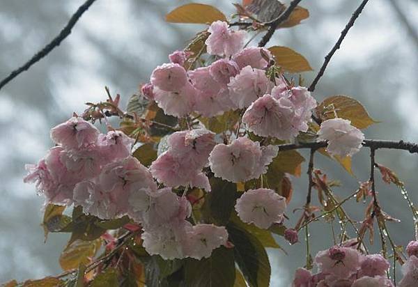 阿里山賞重瓣櫻花
