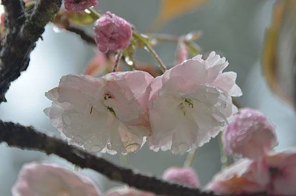 阿里山賞重瓣櫻花