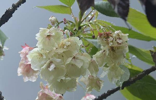 阿里山賞重瓣櫻花