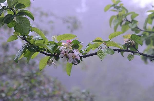 阿里山賞重瓣櫻花