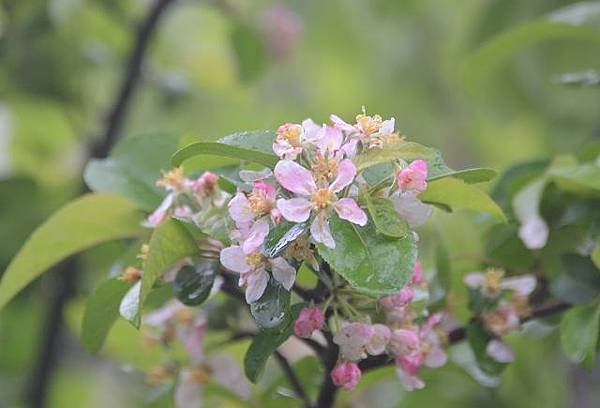 阿里山賞重瓣櫻花
