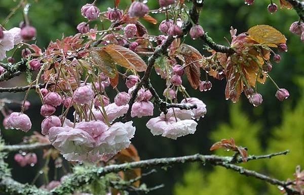 阿里山賞重瓣櫻花