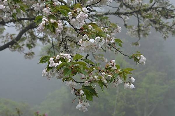 阿里山賞重瓣櫻花