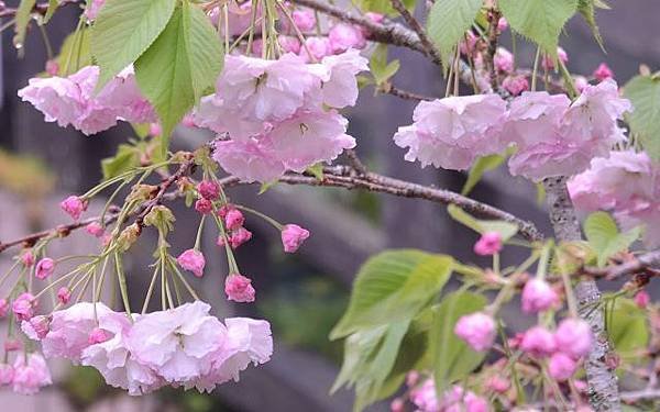 阿里山賞重瓣櫻花