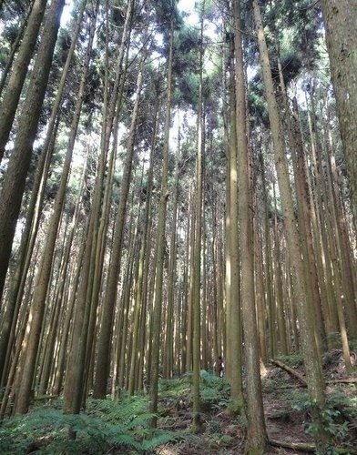 比大鳥山連走~二次行. 飆山.