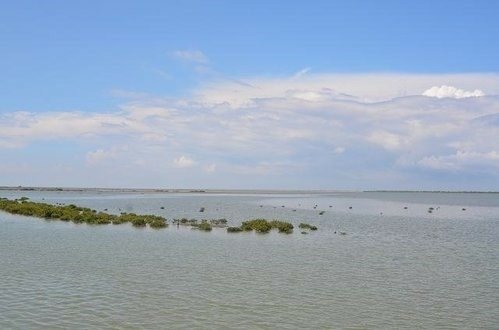 台江國家公園~七股潟湖. 頂頭額沙洲. 國聖燈塔. 黑面琵鷺