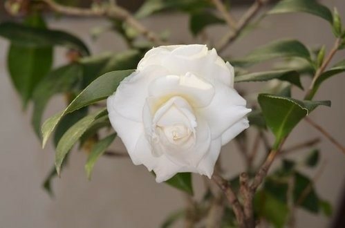 白山茶花的祝福~平安喜樂