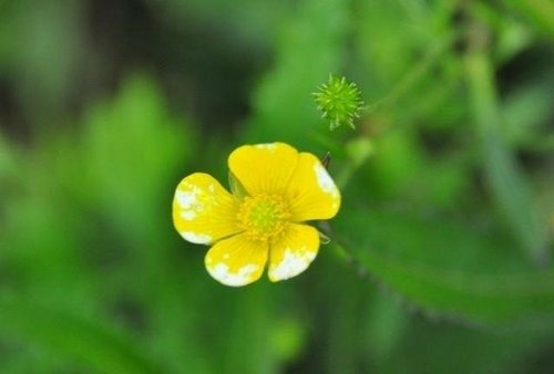 海邊與山路的花~蘇花公路. 七星潭. 合歡山之花.