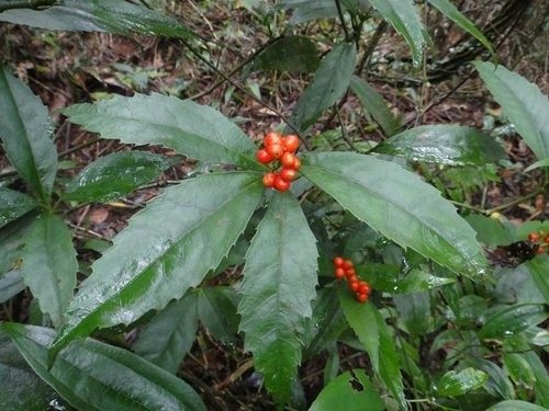 花果篇-富士坪古道與鹿堀坪古道