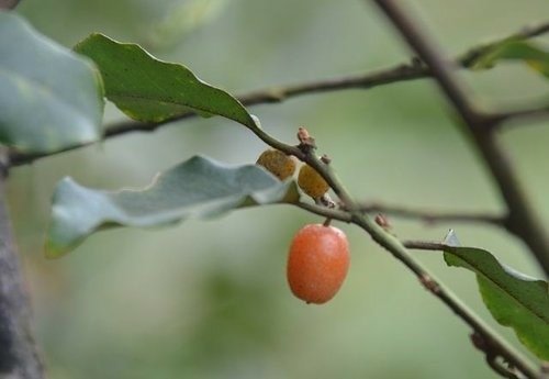花果篇-富士坪古道與鹿堀坪古道