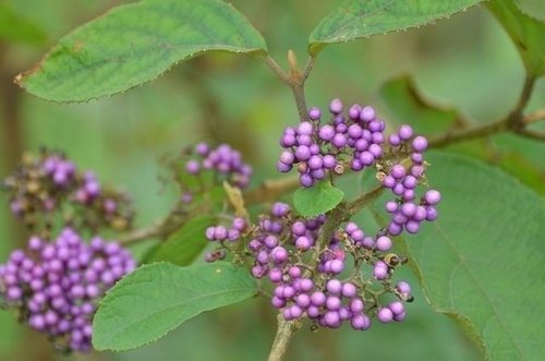 花果篇-富士坪古道與鹿堀坪古道
