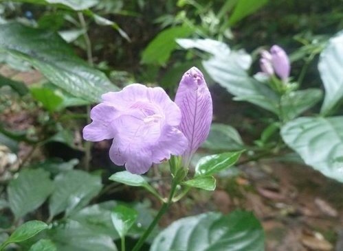 花果篇-富士坪古道與鹿堀坪古道
