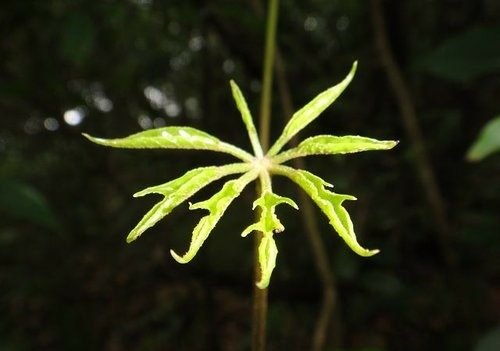 花果篇-富士坪古道與鹿堀坪古道