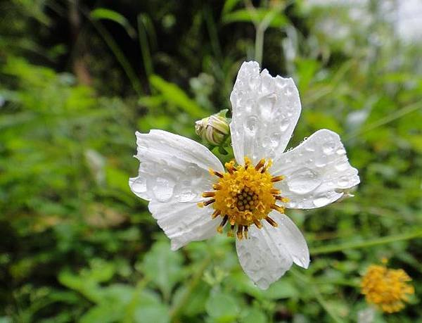 油羅山扇子排山花篇
