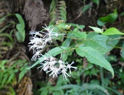 霞客羅大山(花蟲蝶篇)~ 古道4.0K路邊花蟲蝶