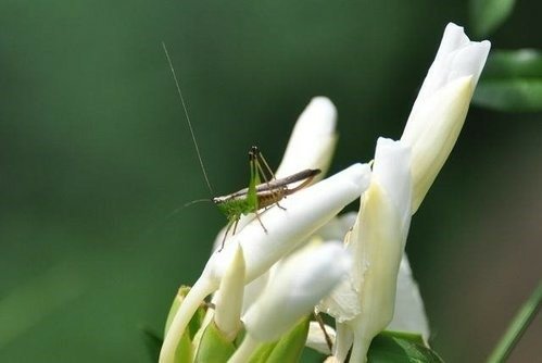 埔里遊記(2):埔里酒廠.草湳濕地農場.顏氏牧場.紙教堂.金