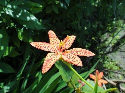 2012回家花蓮過年~路邊小花.