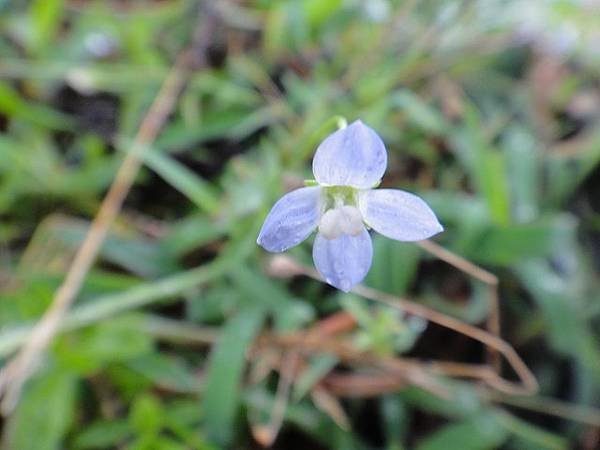 鼻頭角龍洞灣(2)~ 花篇