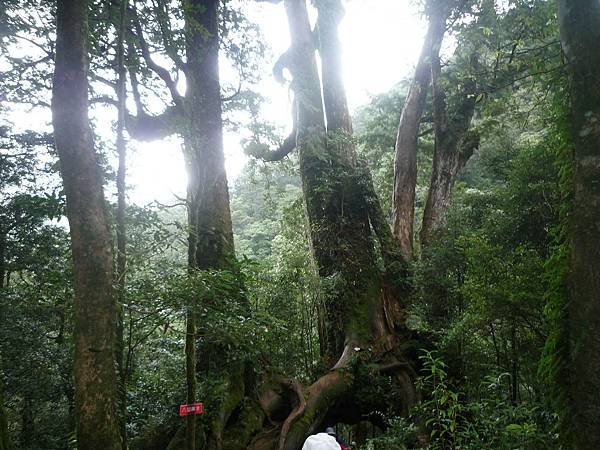 北插天山---雨中苦行. 一身泥.一身痛. 雖苦亦樂