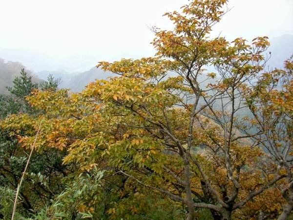 北插天山---雨中苦行. 一身泥.一身痛. 雖苦亦樂
