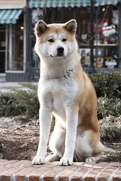 忠犬小 八- -人與犬認知不同.