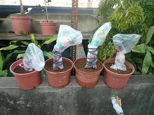 鳳凰山下小半天大里花市
