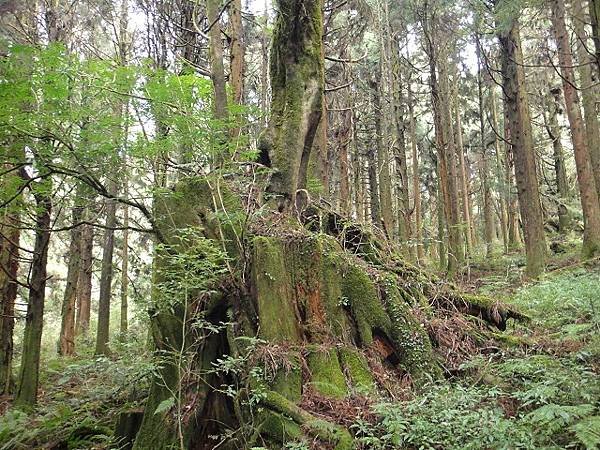 特富野古道兒玉山東水山