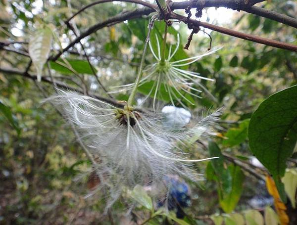 大混山縱走李棟山(2) ~花篇