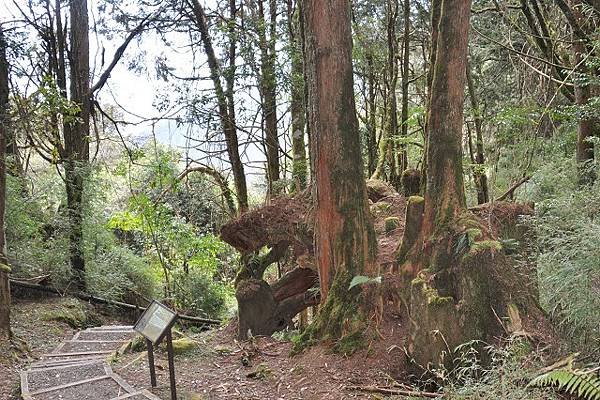 塔山步道登大塔山: 阿里山一日遊 (2)