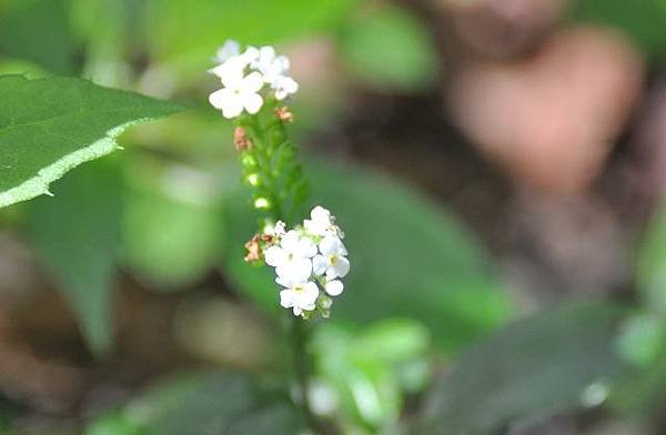 大雪山遊樂區之花