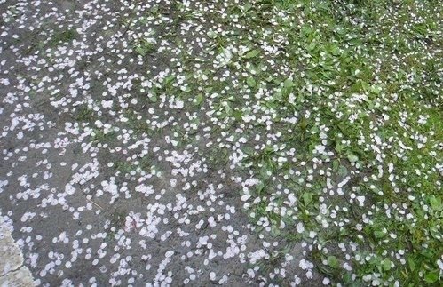 雨中阿里山櫻花節 : 天公不作美. 眾花瘋敗興