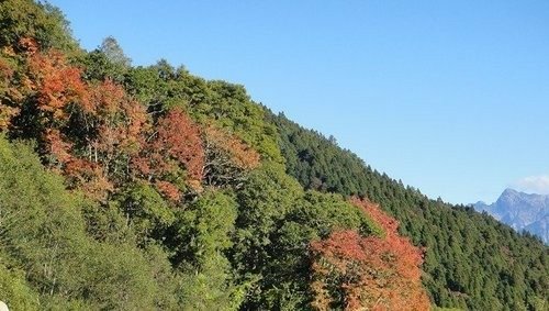 豐山石夢谷走阿里山(1) ~ 阿里山楓紅篇