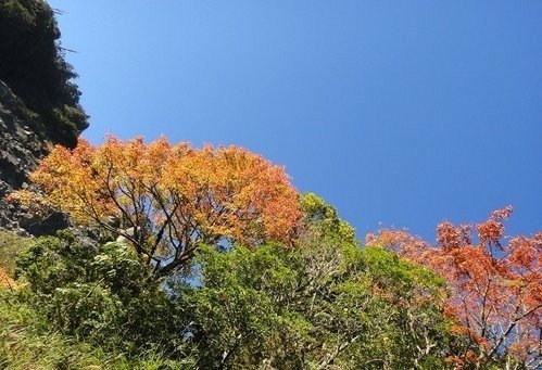 豐山石夢谷走阿里山(1) ~ 阿里山楓紅篇