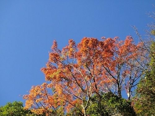 豐山石夢谷走阿里山(1) ~ 阿里山楓紅篇