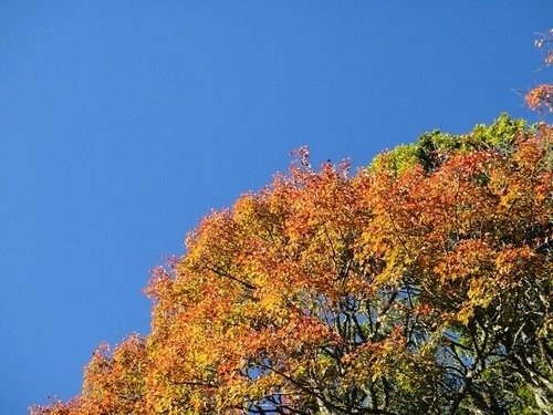 豐山石夢谷走阿里山(1) ~ 阿里山楓紅篇