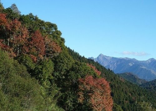 豐山石夢谷走阿里山(1) ~ 阿里山楓紅篇