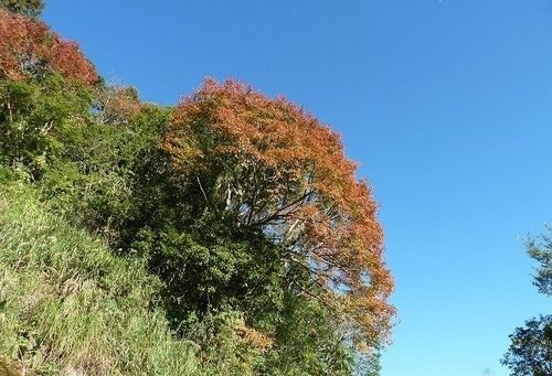 豐山石夢谷走阿里山(1) ~ 阿里山楓紅篇