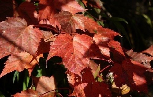 豐山石夢谷走阿里山(1) ~ 阿里山楓紅篇