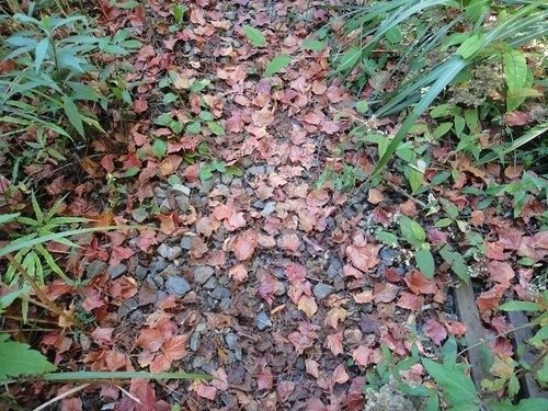 豐山石夢谷走阿里山(1) ~ 阿里山楓紅篇