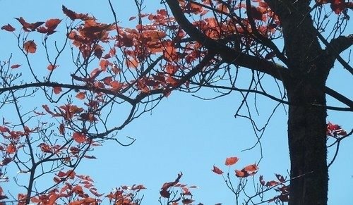 豐山石夢谷走阿里山(1) ~ 阿里山楓紅篇