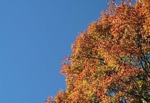 豐山石夢谷走阿里山(1) ~ 阿里山楓紅篇