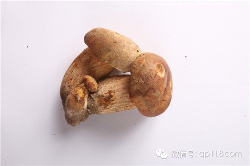 牛肝菌