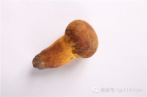 黄牛肝菌