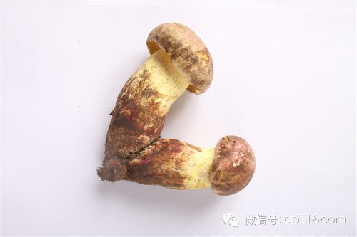 白牛肝菌