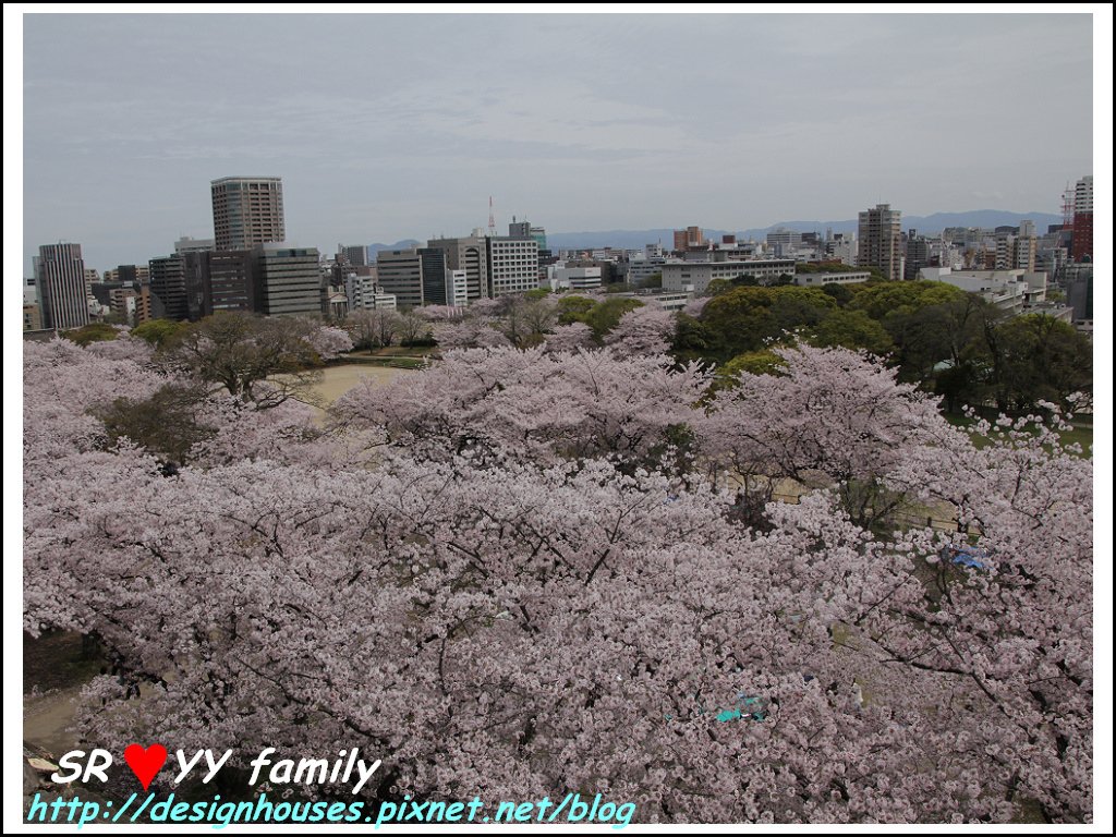 舞鶴花園-賞櫻68.jpg