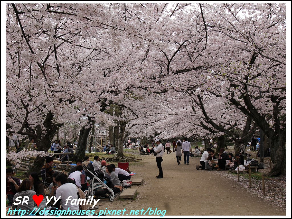 舞鶴花園-賞櫻106.jpg