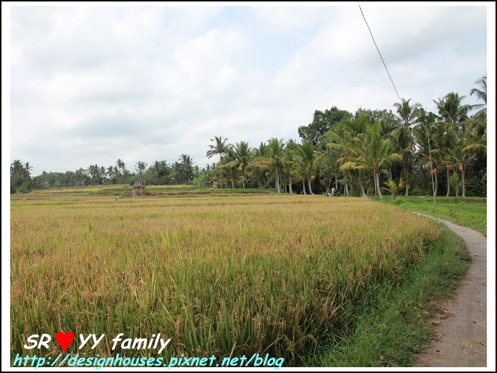  Bali-Ubud_Sari Organik [峇里島必買必吃][餐廳推薦]必吃必買美食-巴里島烏布區 Bali-Ubud_Sari Organik 景觀無敵的稻田有機餐廳旅行社  [峇里島必買必吃][餐廳推薦]Tripadvisor 名店 Melting wok warung 烏布區自由行旅行社 婚禮 島嶼 旅遊 [峇里島 必買必吃美食] Naughty Nuri&apos;s Warung Ubud-必吃必買美食- 烏布區好吃島嶼 旅遊的烤豬肋排旅行社 婚禮 必去 Bebek bengil 髒鴨餐[峇里島必買必吃]天氣遊記旅行社 美食 SPA ubud景觀無敵的稻田有機餐廳29.jpg