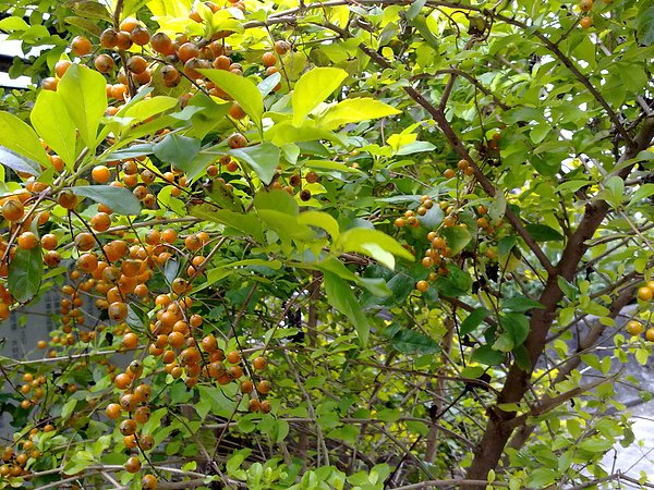 20110101606.jpg