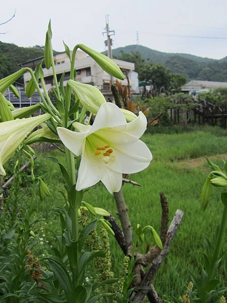 歌詞翻訳第三十一弾🌺誕生日は真白な百合を