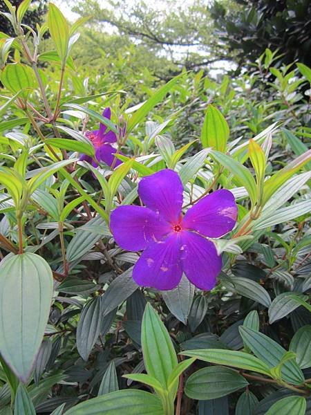 中翻日、英（2）⛅只想問你